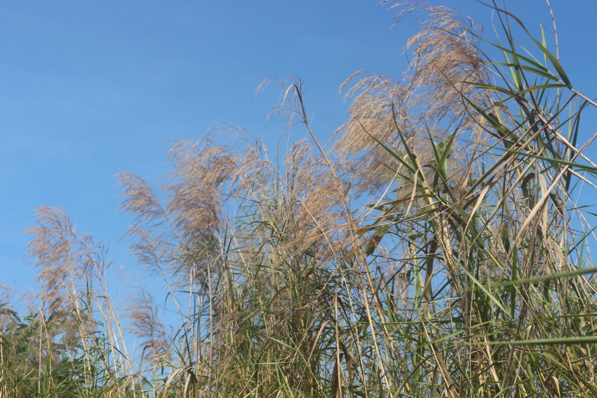 Phragmites karka (Retz.) Trin. ex Steud.
